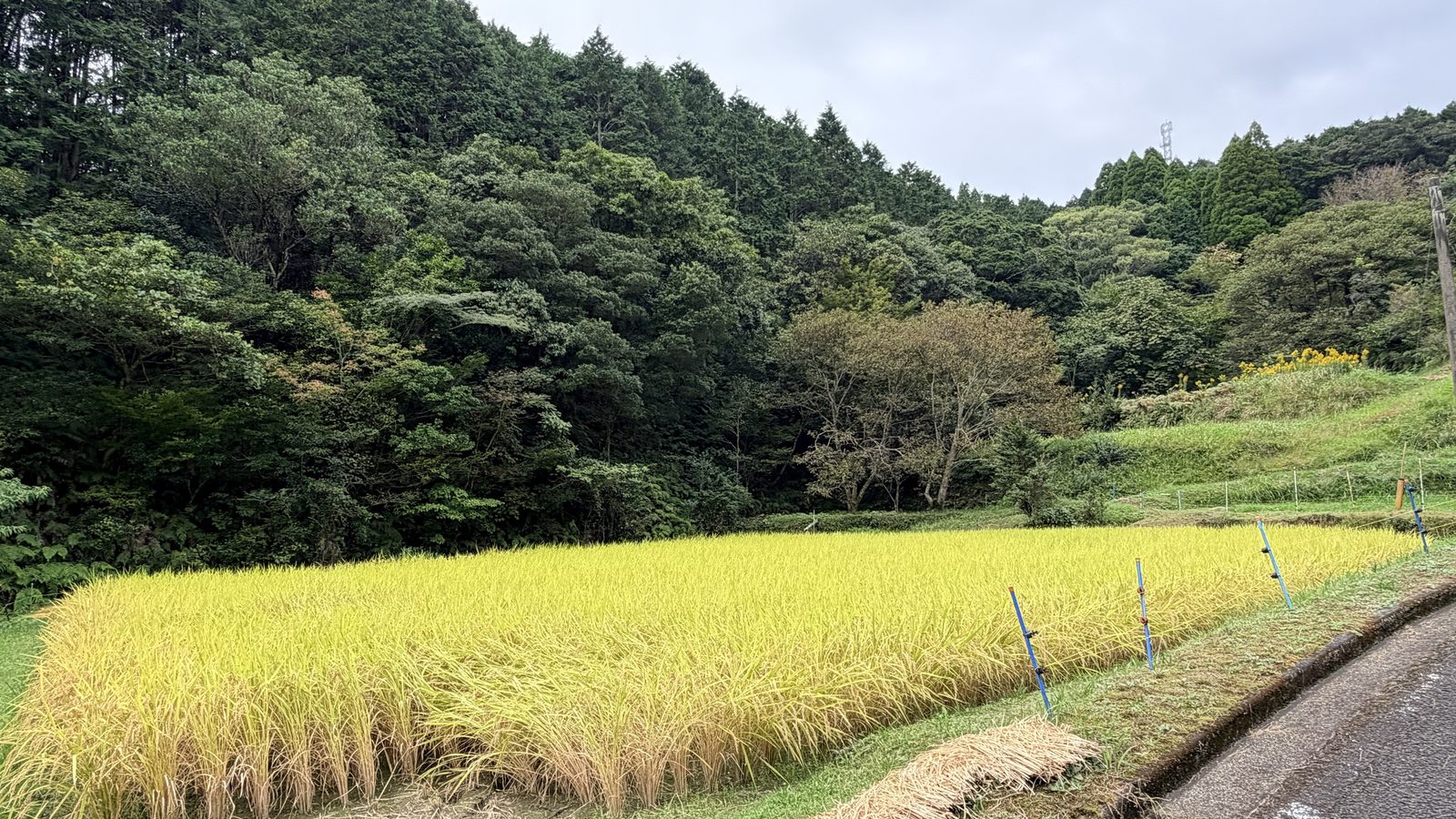 実りをむかえた黄金色の稲田。奥には杉を中心とした山林が広がり、右手には農道が伸びている。